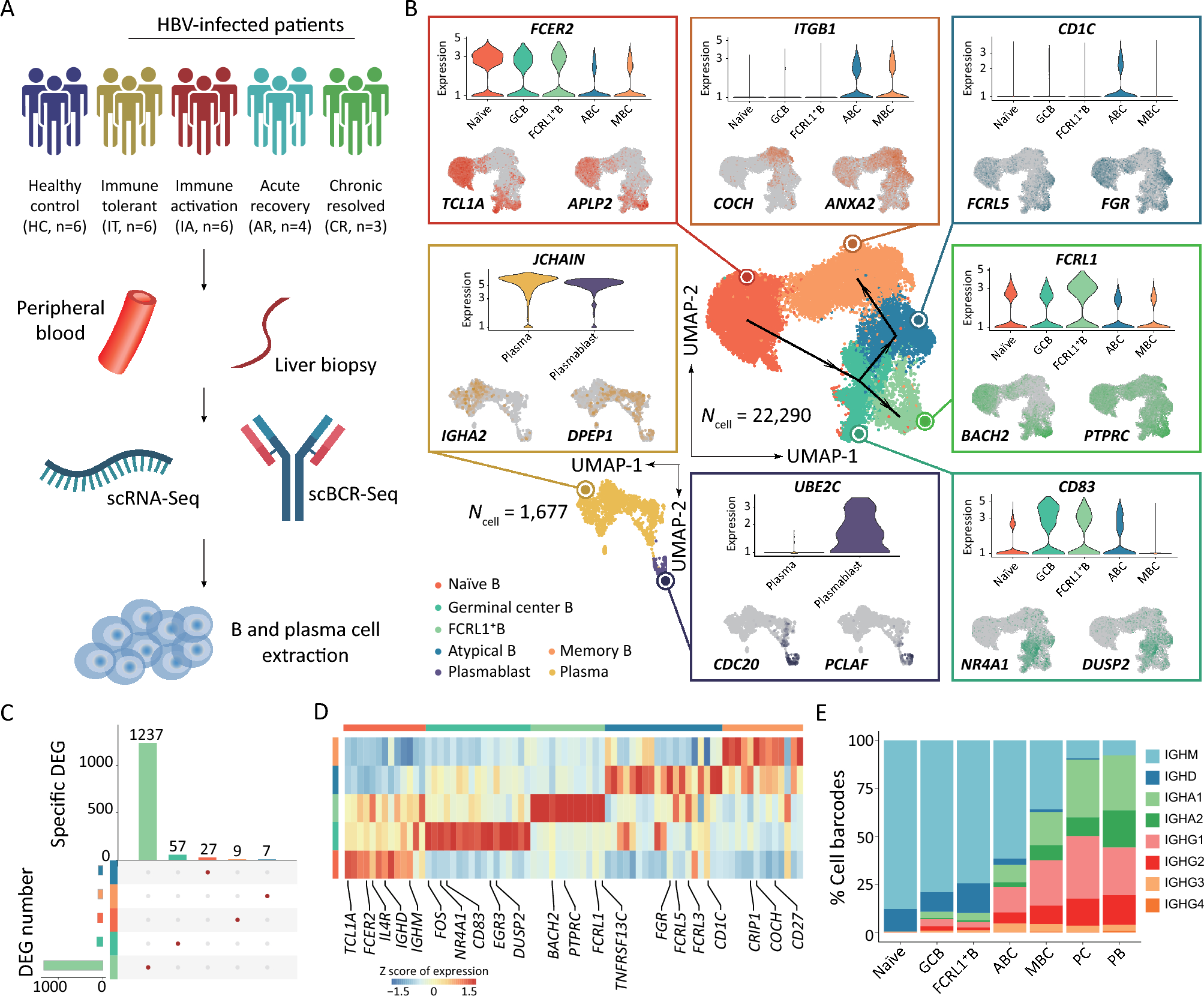 Single-cell transcriptomic profiling reveals dysregulation of B-cell subset function in patients with chronic hepatitis B