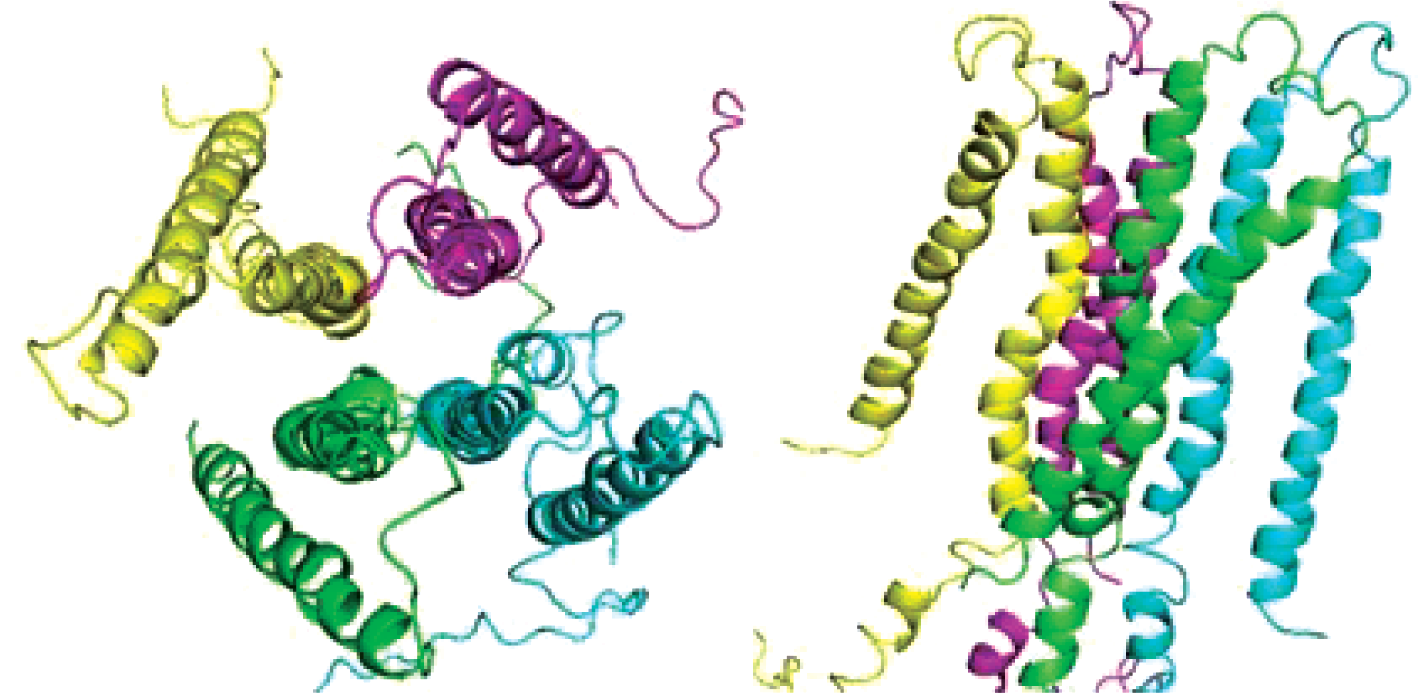 Modeling of Protein–Protein Interaction within Landau–Ginzburg–Wilson Approach Using α-Synuclein As an Example