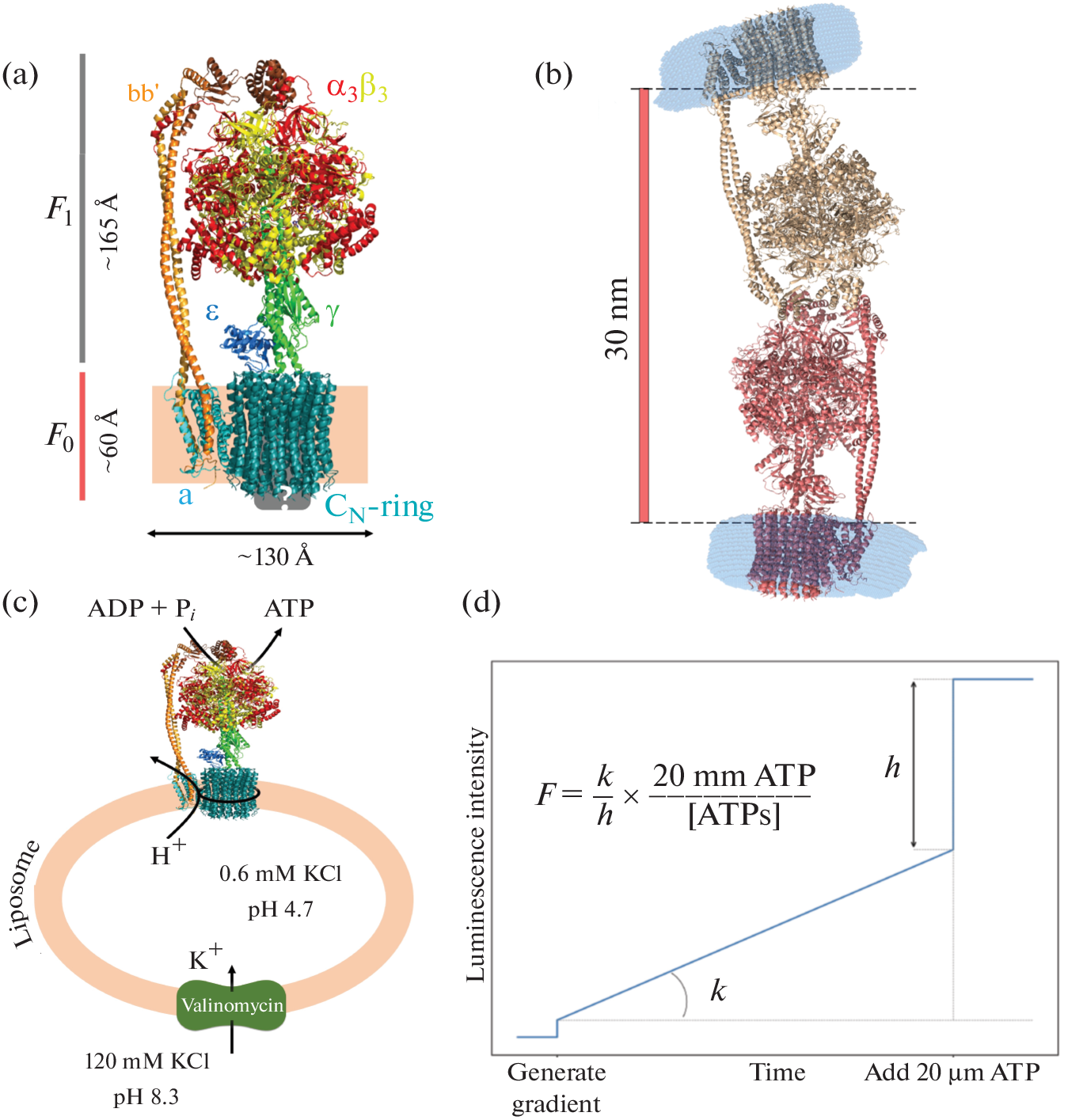 Effect of Ionic Strength on Chloroplast ATP Synthase