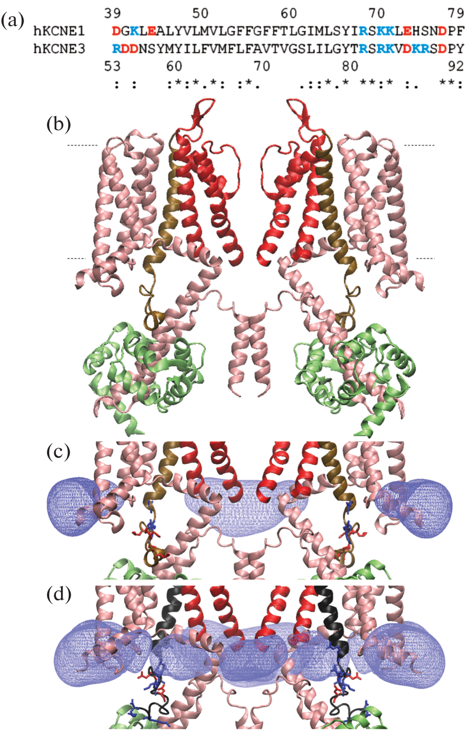 Investigating Dual Modulatory Role of Mallotoxin on KCNQ1–KCNE Complexes Using Molecular Modeling