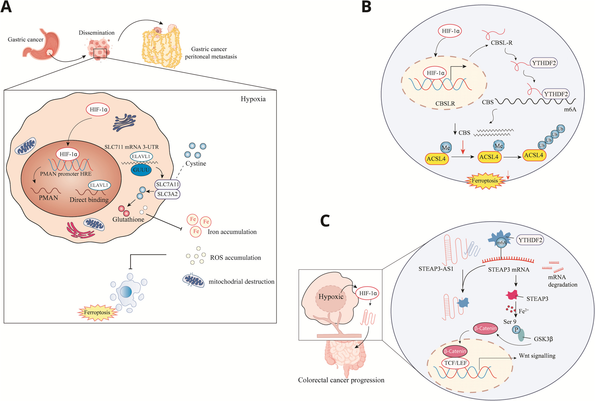 LncRNAs in hypoxic microenvironment; insight in their impact in cancer biology