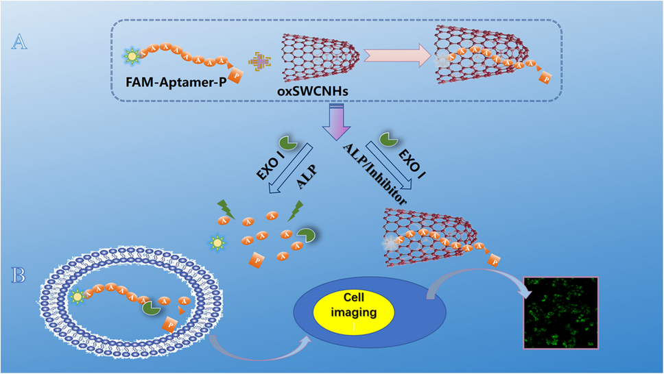 Enzyme-induced fluorescence signal-on for specific detection of alkaline phosphatase and imaging in live cells