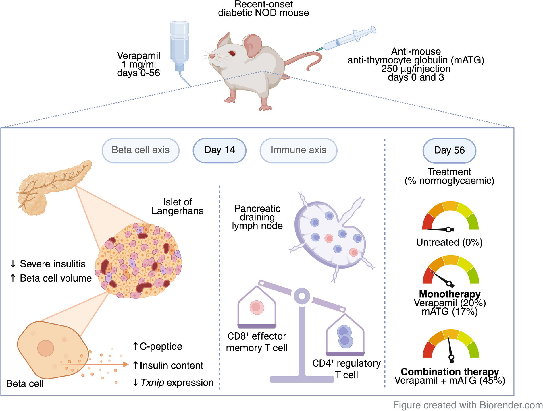 Verapamil and low-dose anti-mouse thymocyte globulin combination therapy stably reverses recent-onset type 1 diabetes in NOD mice by acting on the beta cell and immune axes