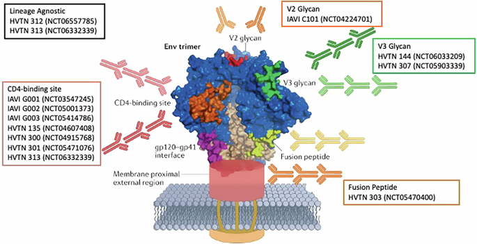 Optimizing human B cell repertoire analyses to interpret clinical data and design sequential HIV vaccines