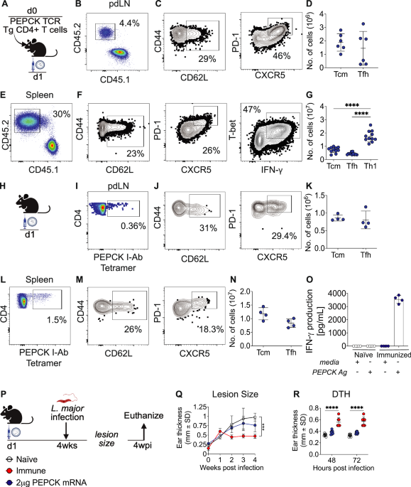 IL-12 mRNA-LNP promotes dermal resident memory CD4+ T cell development
