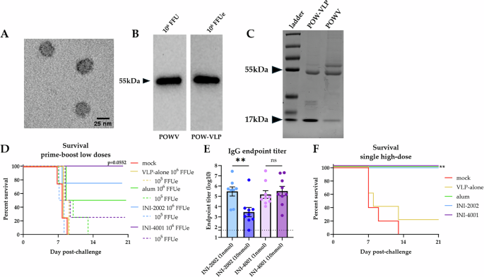 The TLR7/8 agonist INI-4001 enhances the immunogenicity of a Powassan virus-like-particle vaccine