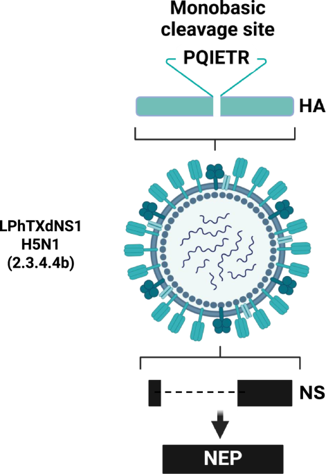 A live attenuated NS1-deficient vaccine candidate for cattle-origin influenza A (H5N1) clade 2.3.4.4.b viruses