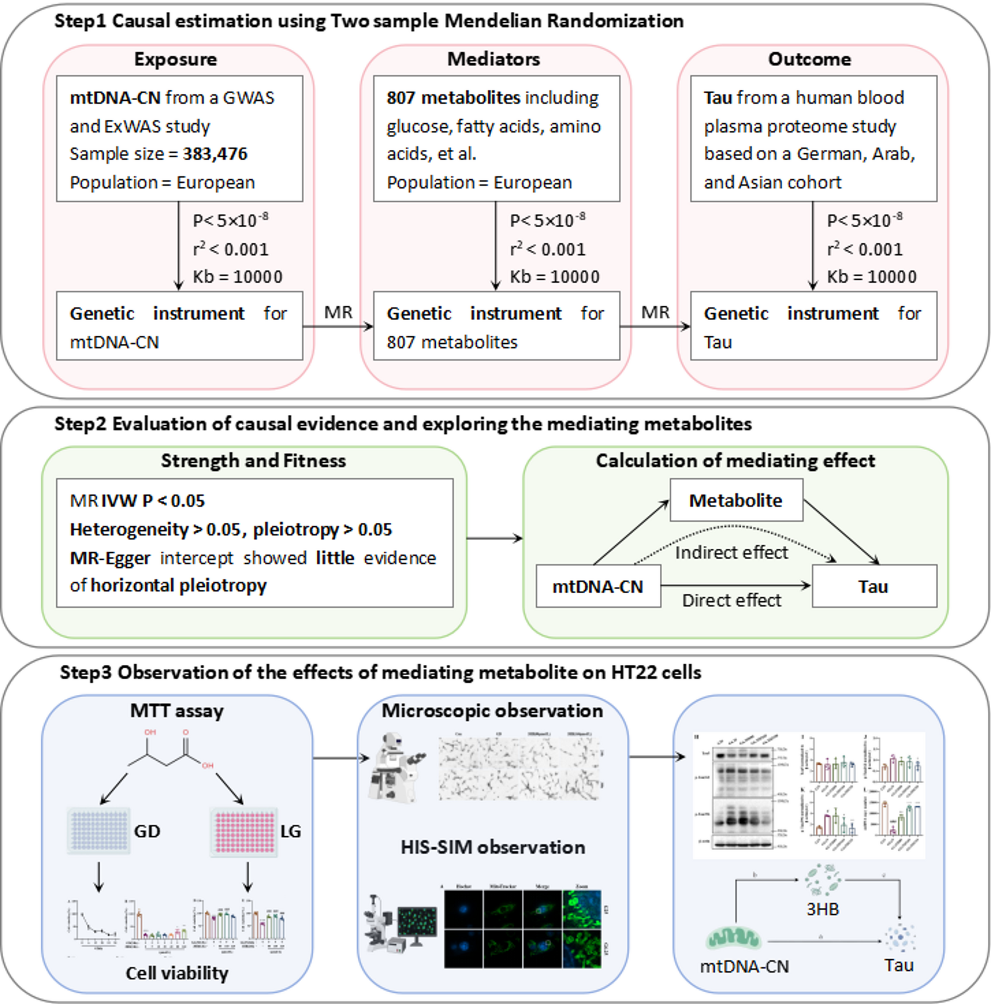 3-Hydroxybutyrate, a metabolite in sustaining neuronal cell vitality: a mendelian randomization and in vitro experimentation