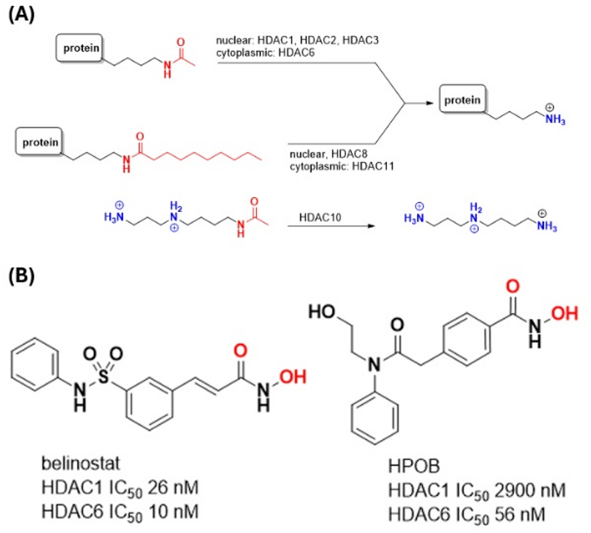 Protein domain movement involved in binding of belinostat and HPOB as inhibitors of histone deacetylase 6 (HDAC6): a hybrid automated-interactive docking study
