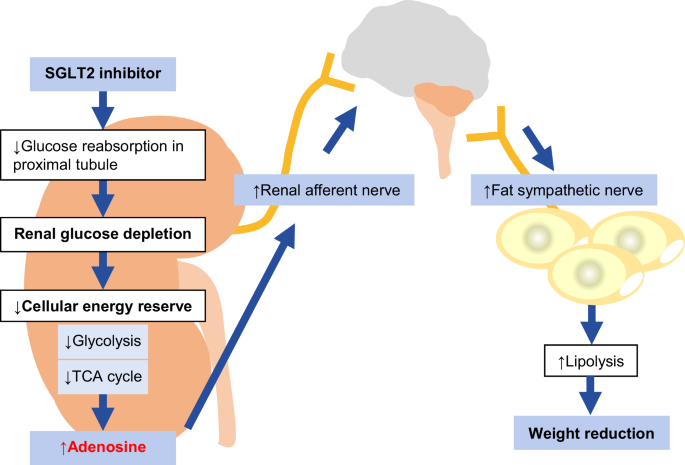 Sodium-glucose co-transporter 2 inhibitor-induced increase in adenosine promotes lipolysis and weight reduction by activating reno-adipose autonomic neurocircuitry