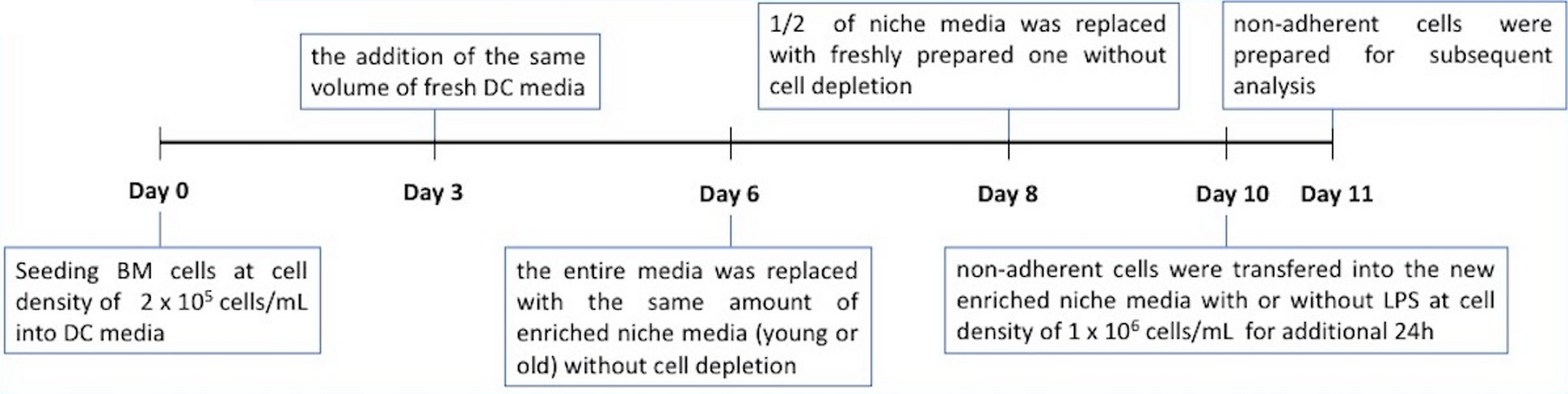Differential effects of young and old hematopoietic stem cell niches on bone marrow-derived dendritic cells