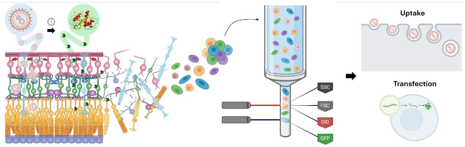 Advancing nanoparticle delivery studies: flow cytometry-based quantification of nanoparticle uptake and transfection in retinal tissue