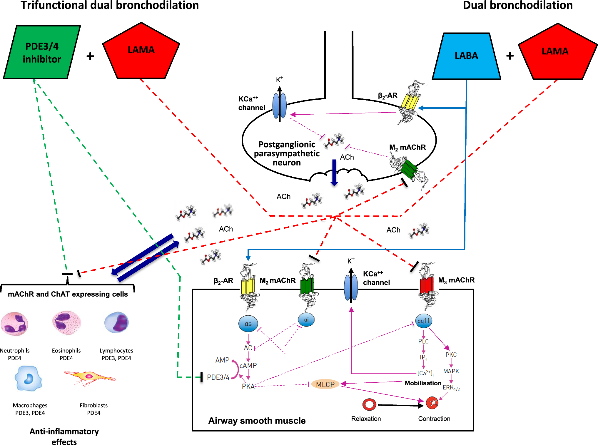 Ensifentrine Plus a Long-Acting Muscarinic Antagonist in COPD: A Trifunctional Dual Bronchodilation Perspective