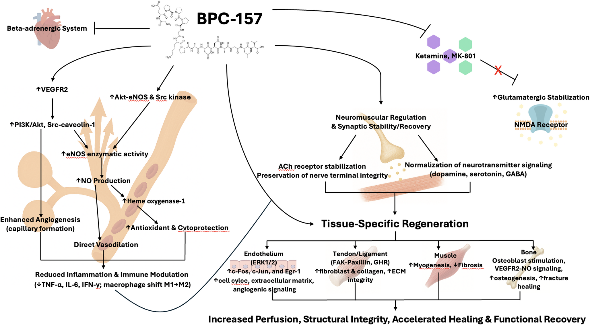 Regeneration or Risk? A Narrative Review of BPC-157 for Musculoskeletal Healing