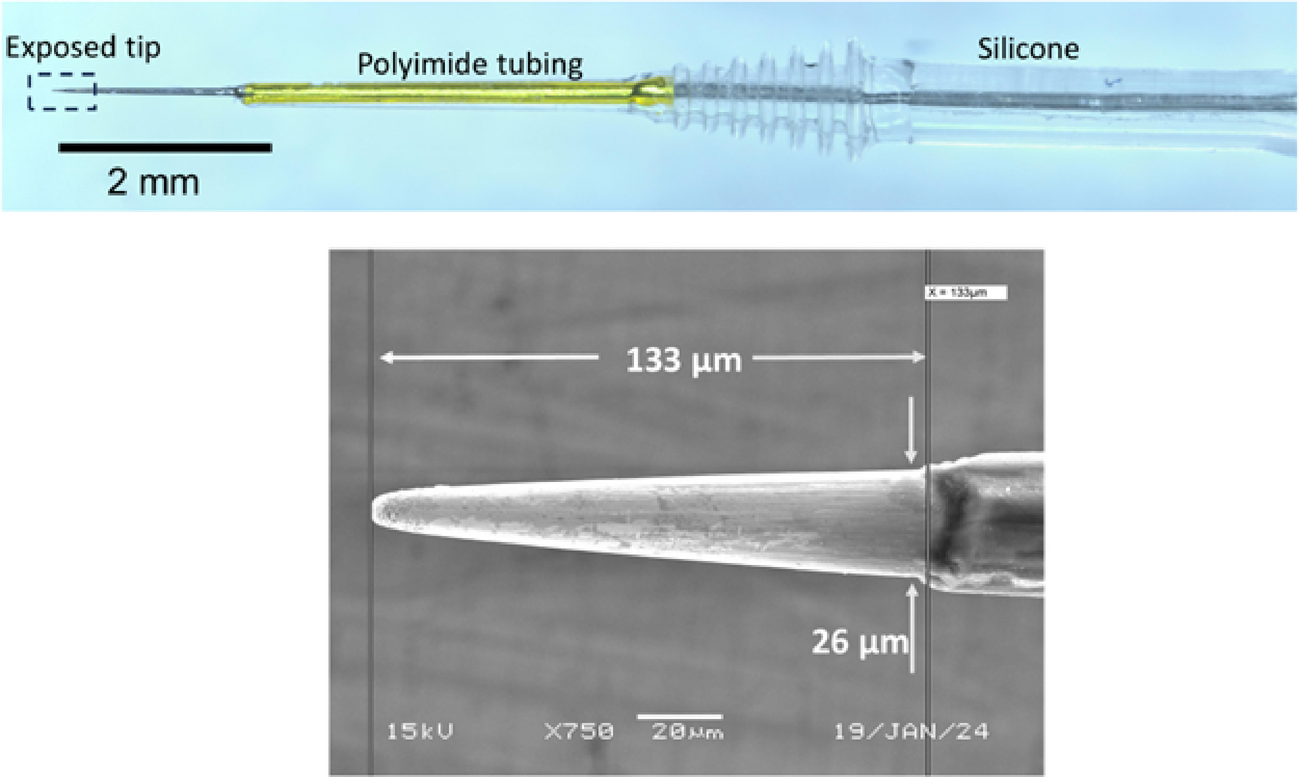 Chronic Auditory-Nerve Implant Enhances Brainstem Phase Locking to Electric Pulse Trains