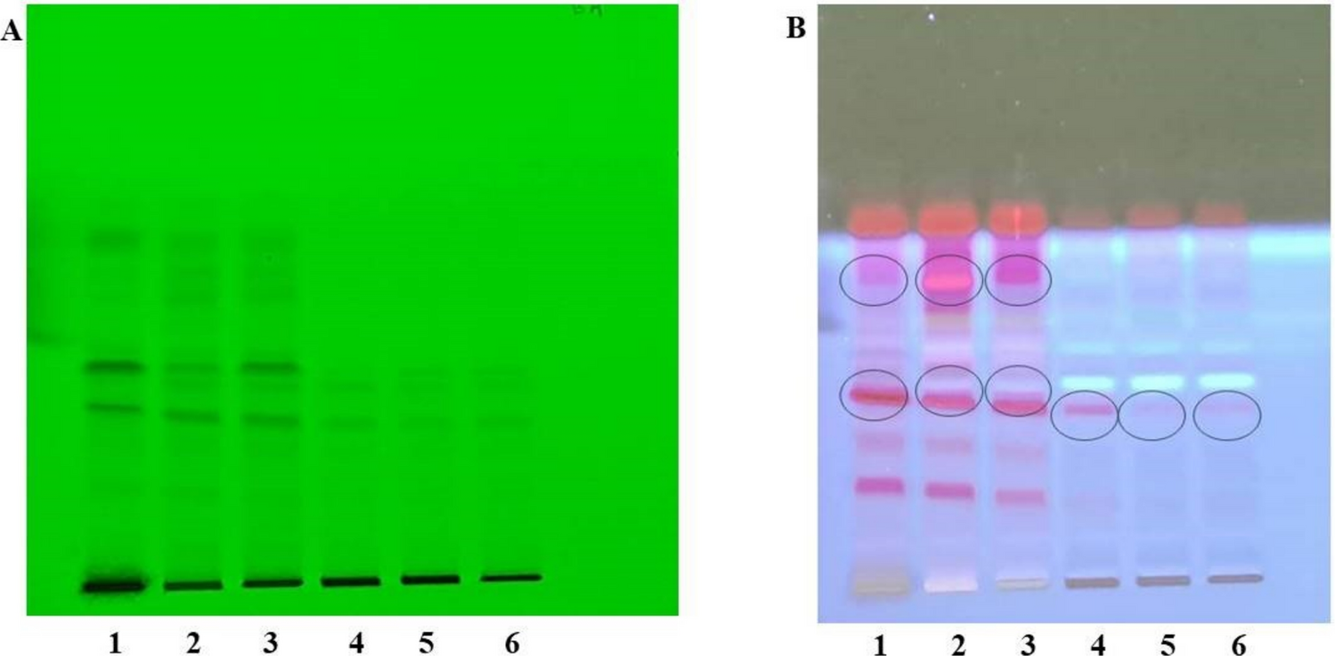 Isolation, identification, molecular docking and cytoxicity studies of antimicrobial compounds from  (Blume) DC.