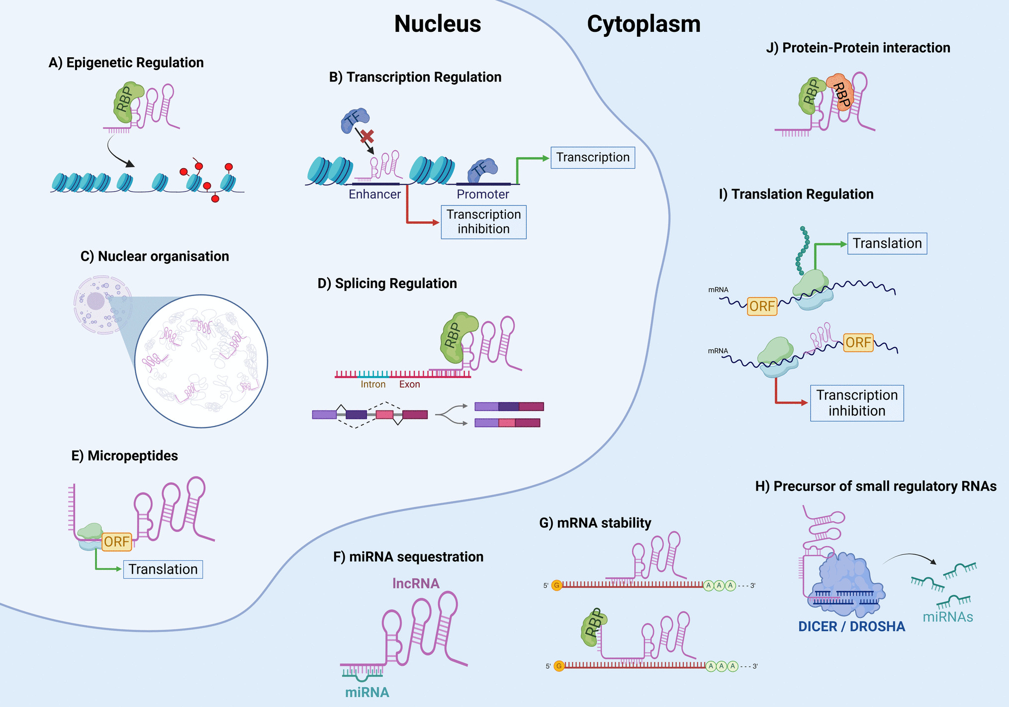 Long Non-coding RNA Based Therapy for Cardiovascular Disease