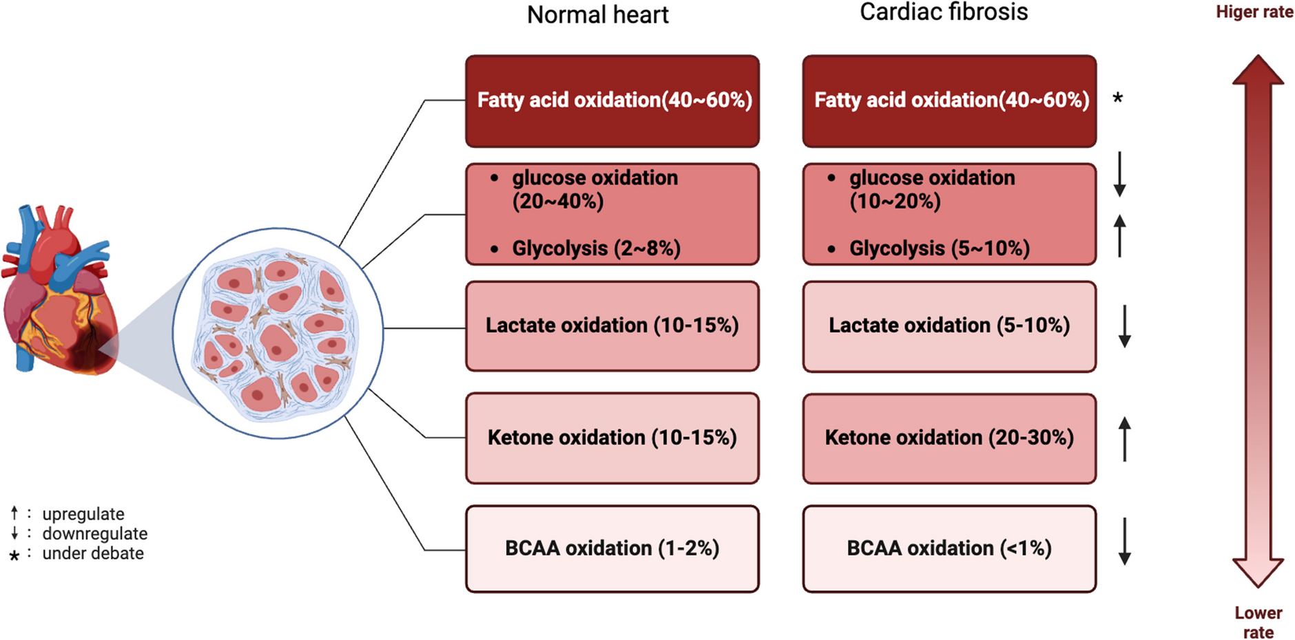 Reprogramming of Mitochondrial and Cellular Energy Metabolism in Fibroblasts and Cardiomyocytes: Mechanisms and Therapeutic Strategies in Cardiac Fibrosis