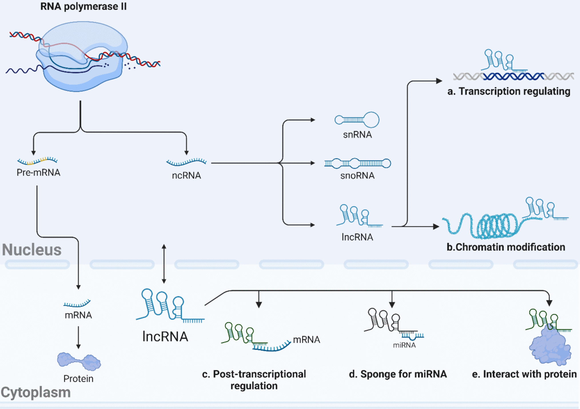 Roles of Long Non-Coding RNAs in the Pathogenesis of Cardiovascular Disorders: Challenges and Opportunities