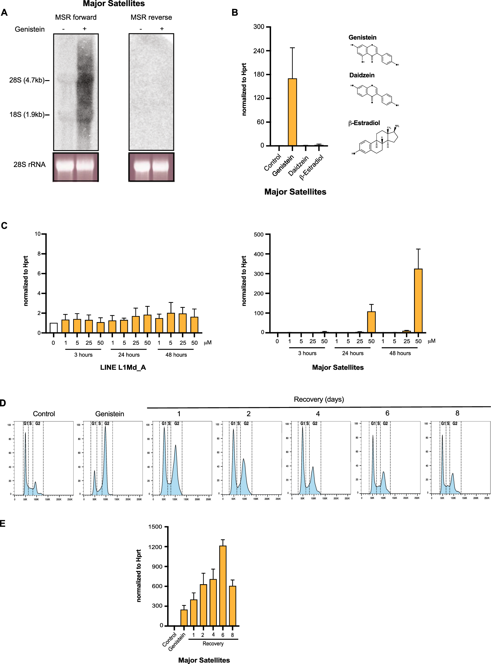 The isoflavone genistein selectively stimulates major satellite repeat transcription in mouse heterochromatin