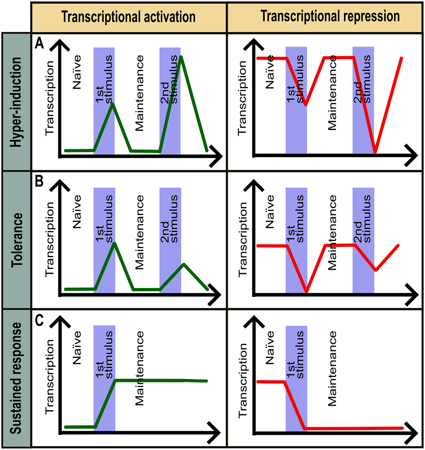 The epigenetic circle: feedback loops in the maintenance of cellular memory