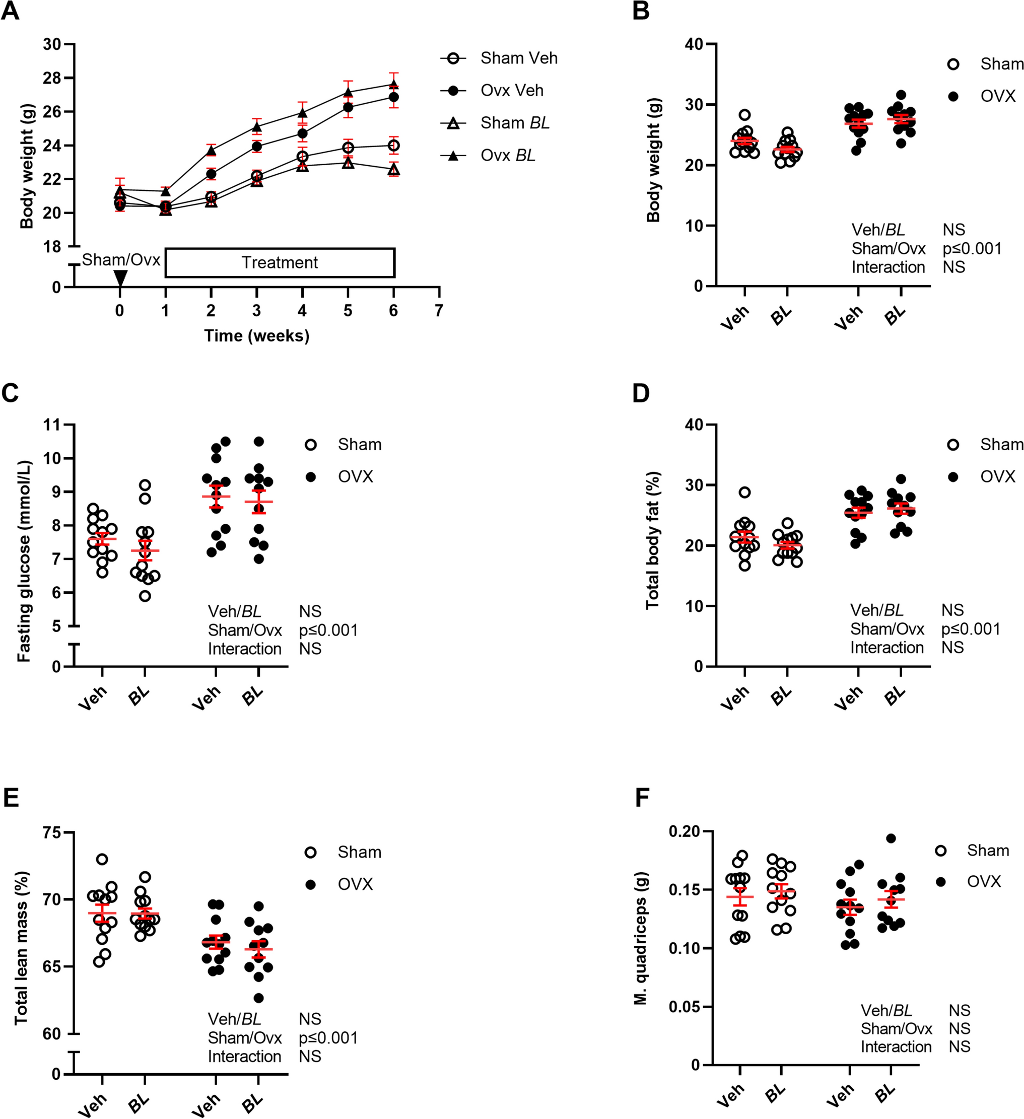 Treatment with the  DSM 32947 Increases Bone Mineral Density in Female Mice