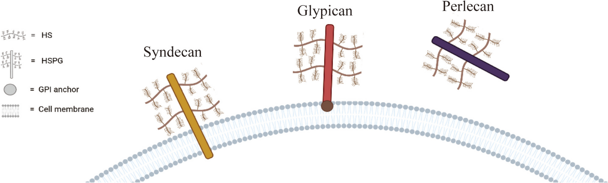 The Role of Heparan Sulfate in Bone Repair and Regeneration