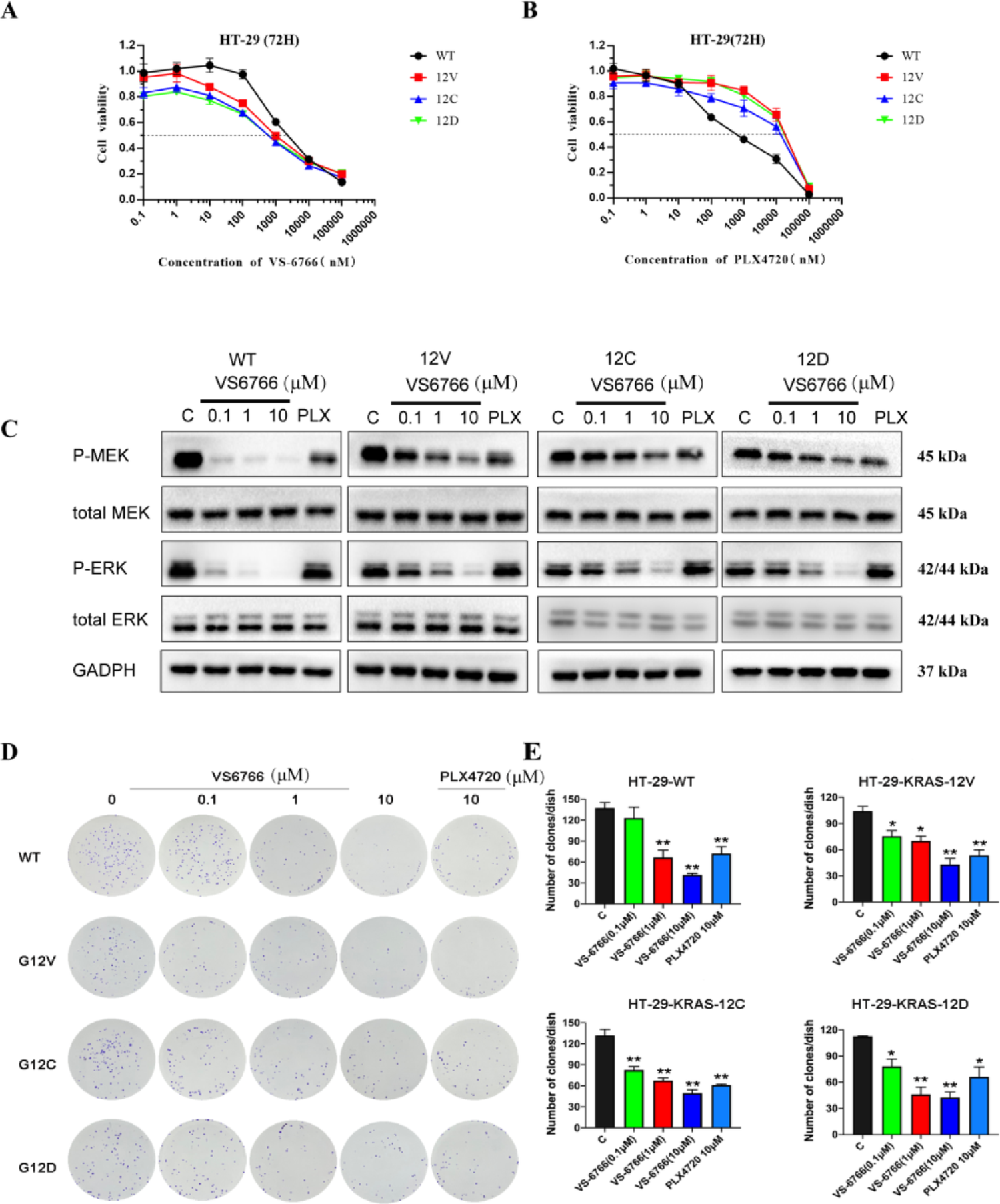 Anti-tumor efficacy of RAF/MEK inhibitor VS6766 in KRAS-mutated colorectal cancer cells