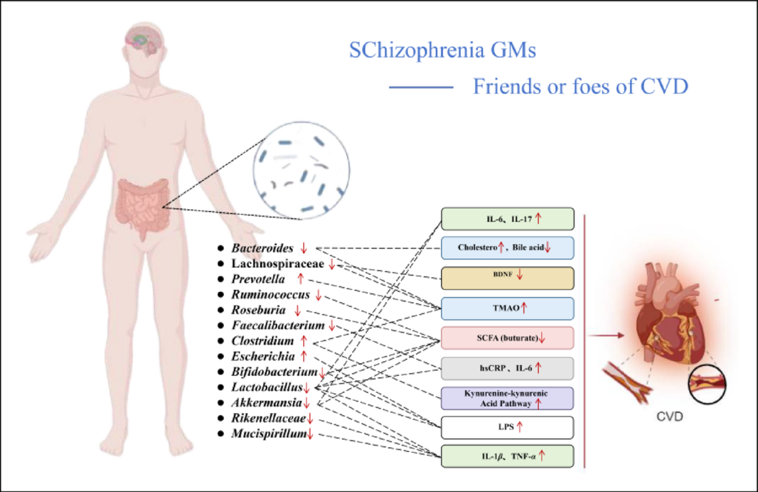 Gut microbiota: contributing to high CVD prevalence in people living with schizophrenia?
