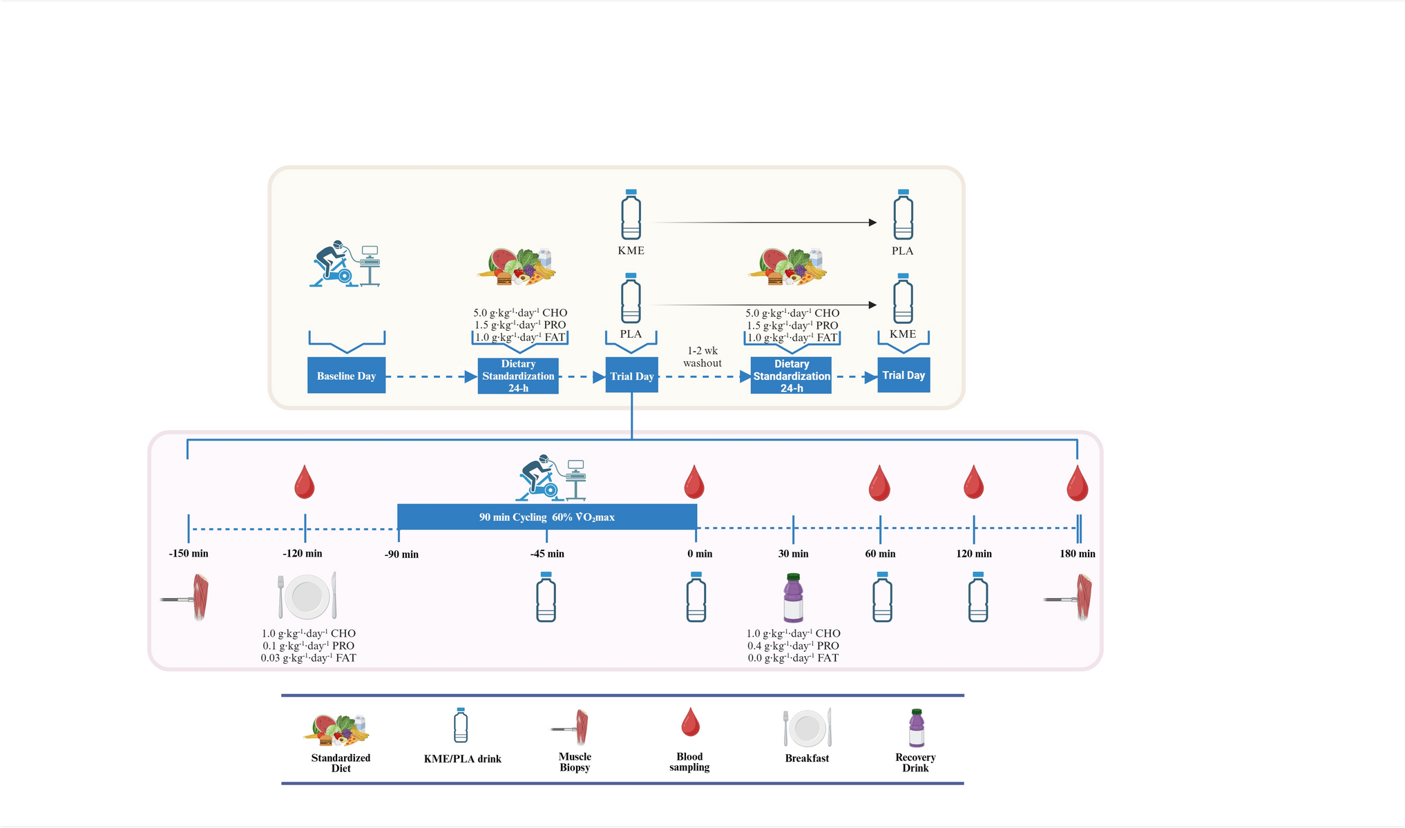 Acute nutritional ketosis during early recovery from aerobic exercise does not affect skeletal muscle transcriptomic response in humans