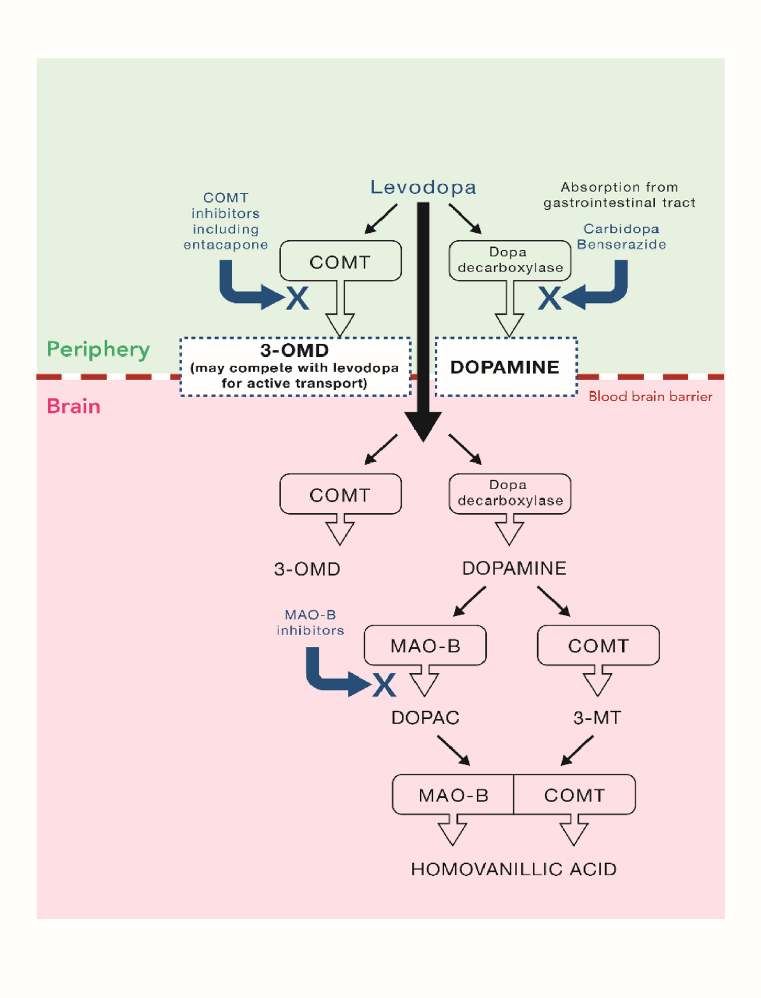COMT inhibition with entacapone for patients with Parkinson’s disease and motor complications: the novelty of continuous infusion
