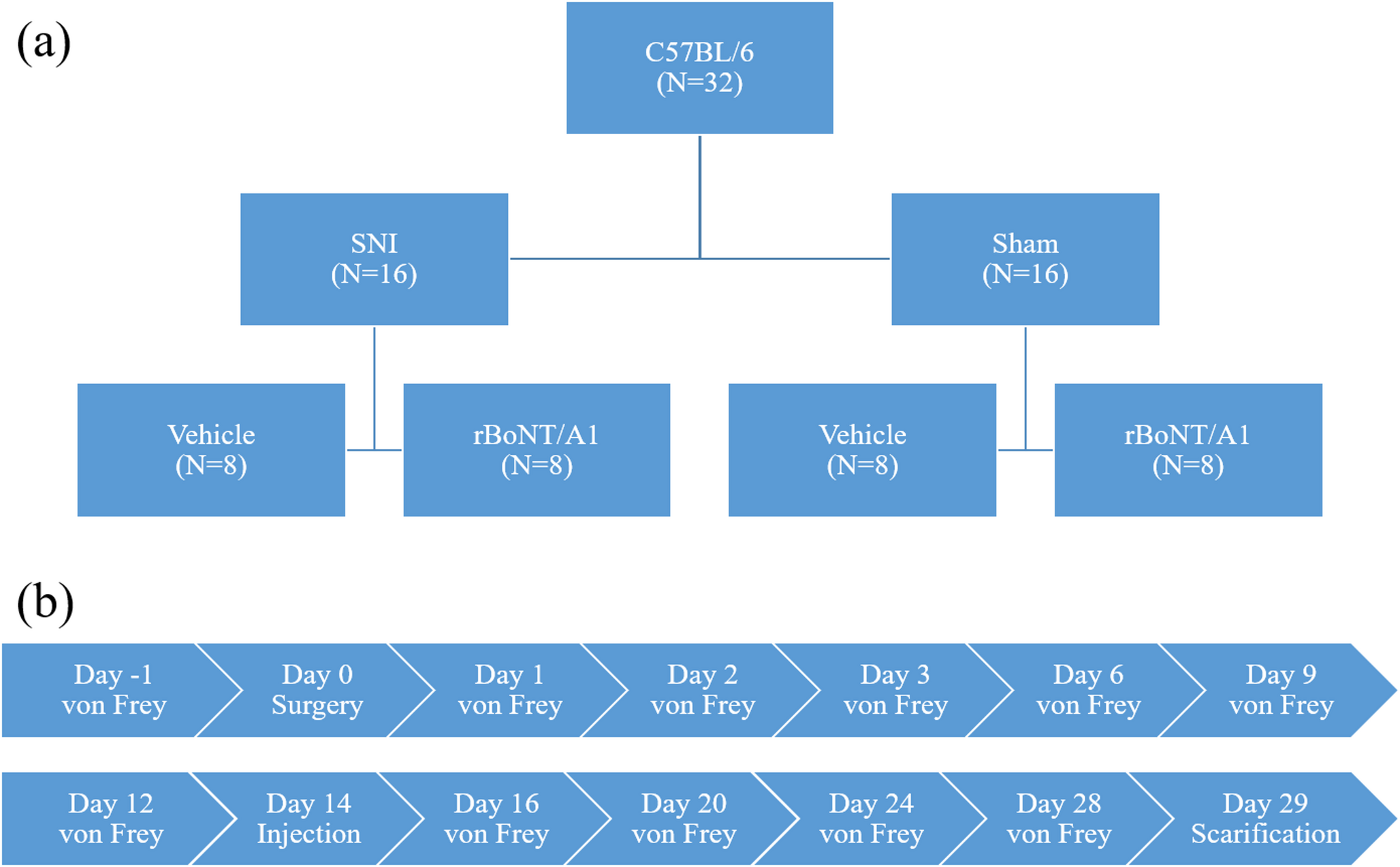 The effect of recombinant botulinum neurotoxin A on neuropathic pain in the spared nerve injury mouse model