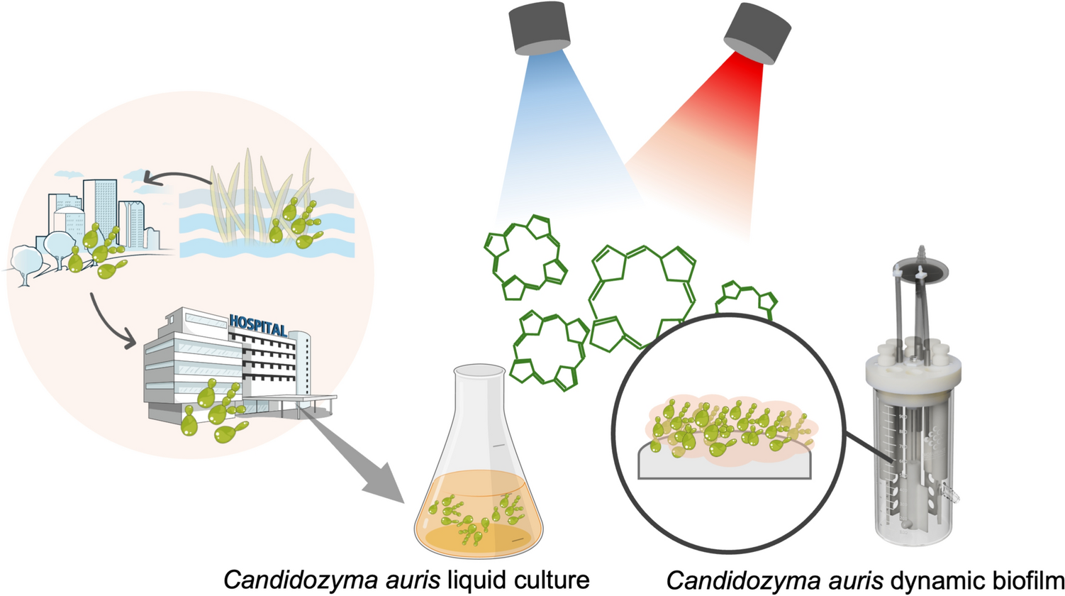 Chlorophyllin-based Photodynamic Inactivation against  planktonic cells and dynamic biofilm