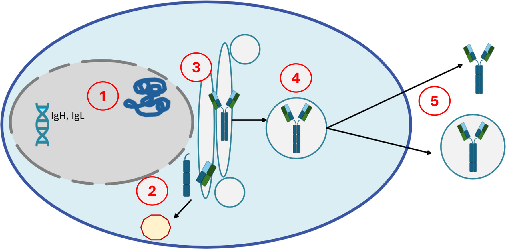 Where are the immunoglobulins? A review of non-secretory multiple myeloma