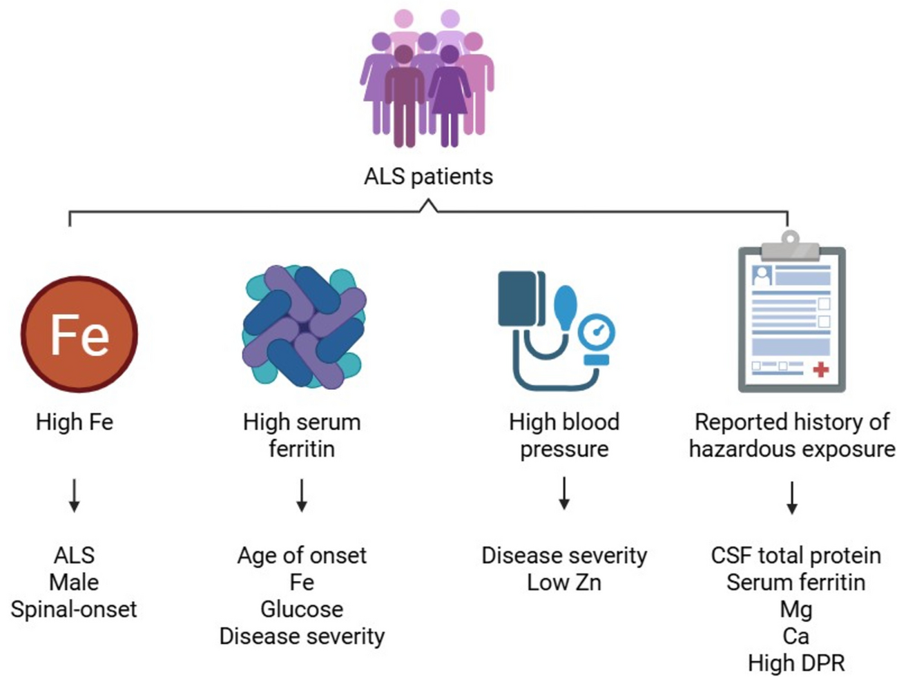 Iron and Ferritin Dyshomeostasis Intersect with Sex, Age, and Disease Severity in Amyotrophic Lateral Sclerosis