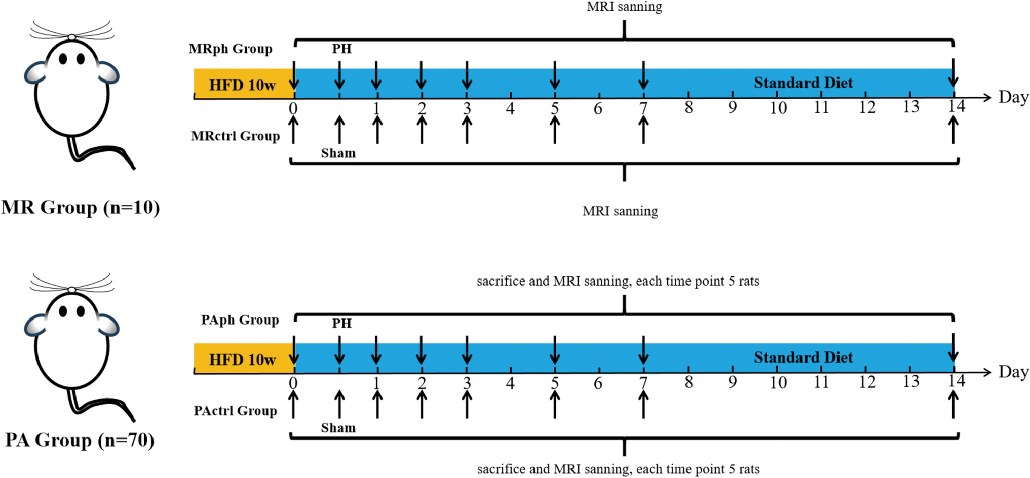 Fatty liver regeneration after partial hepatectomy: an experimental study based on intravoxel incoherent motion and T2 mapping MRI