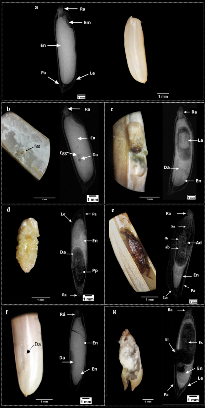 Detection and Quantification of  (Coleoptera: Curculionidae) Infestation in Rice Seeds using the X-Ray Technique and Influence on Their Quality