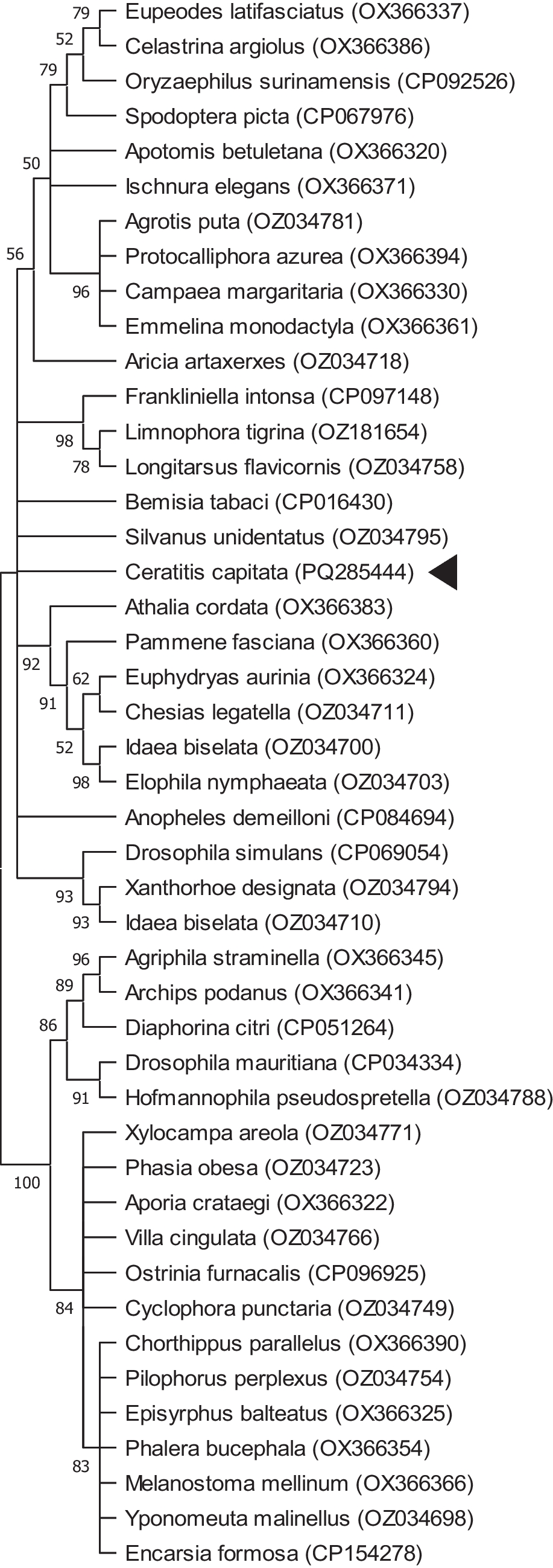 Detection of  in Natural Populations of  (Wiedemann) (Diptera: Tephritidae) Infesting Argan Fruits in Morocco