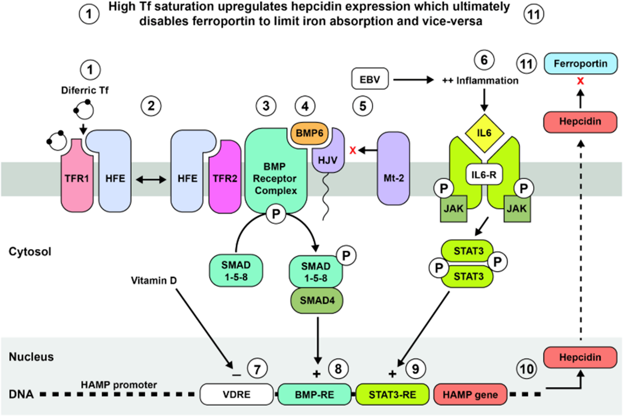 Epstein-Barr virus infection and vitamin D deficiency are both “causal” for multiple sclerosis (MS) - could the common denominator be their effects on hepcidin levels?