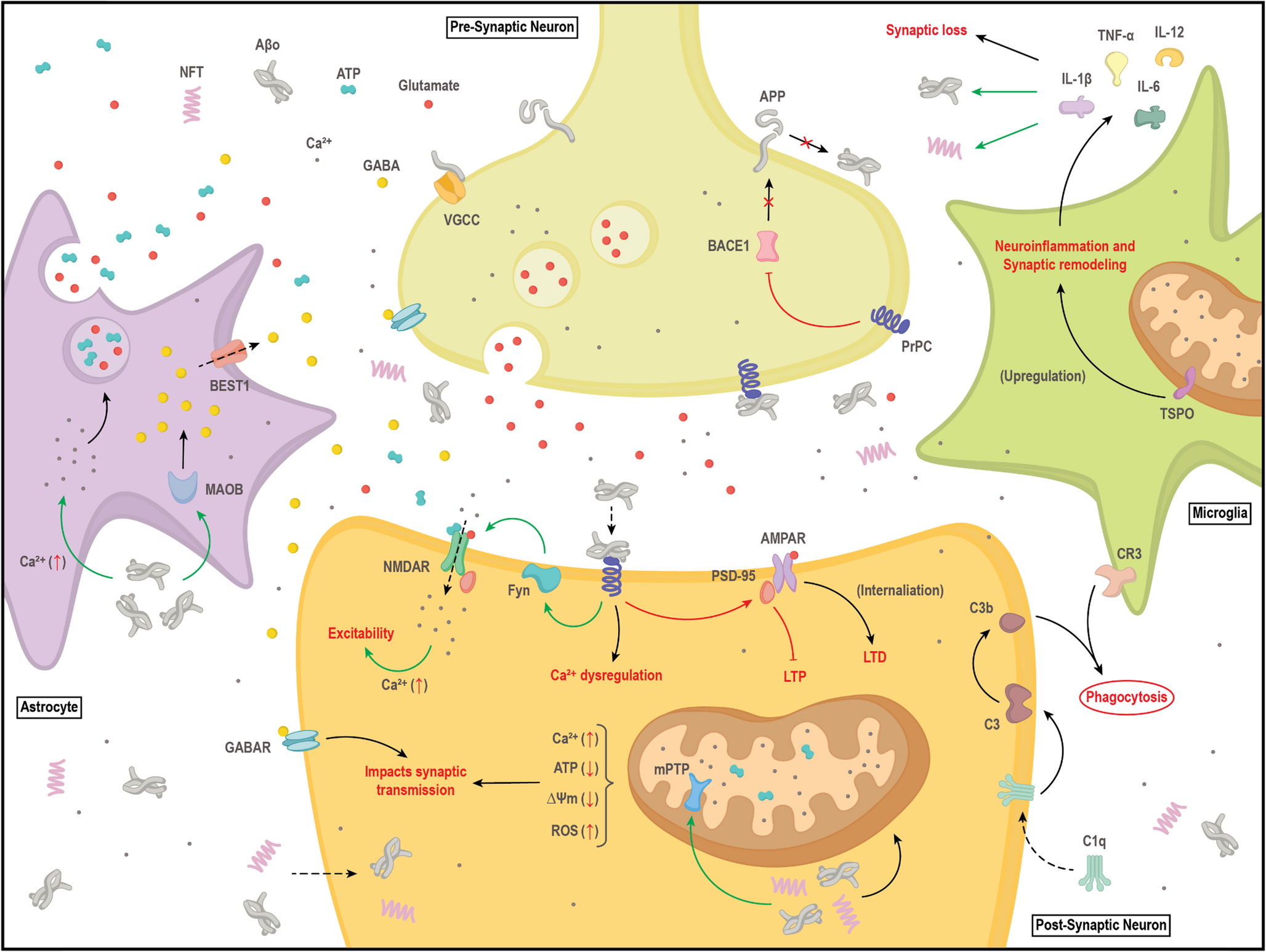 Impaired Synaptic Plasticity Mechanisms in Alzheimer’s Disease