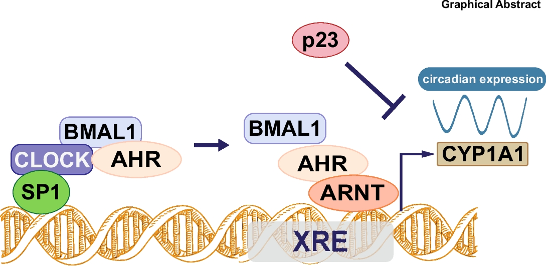 SP1 and p23 play a crucial role in the circadian target gene induction of activated aryl hydrocarbon receptor in human breast cells
