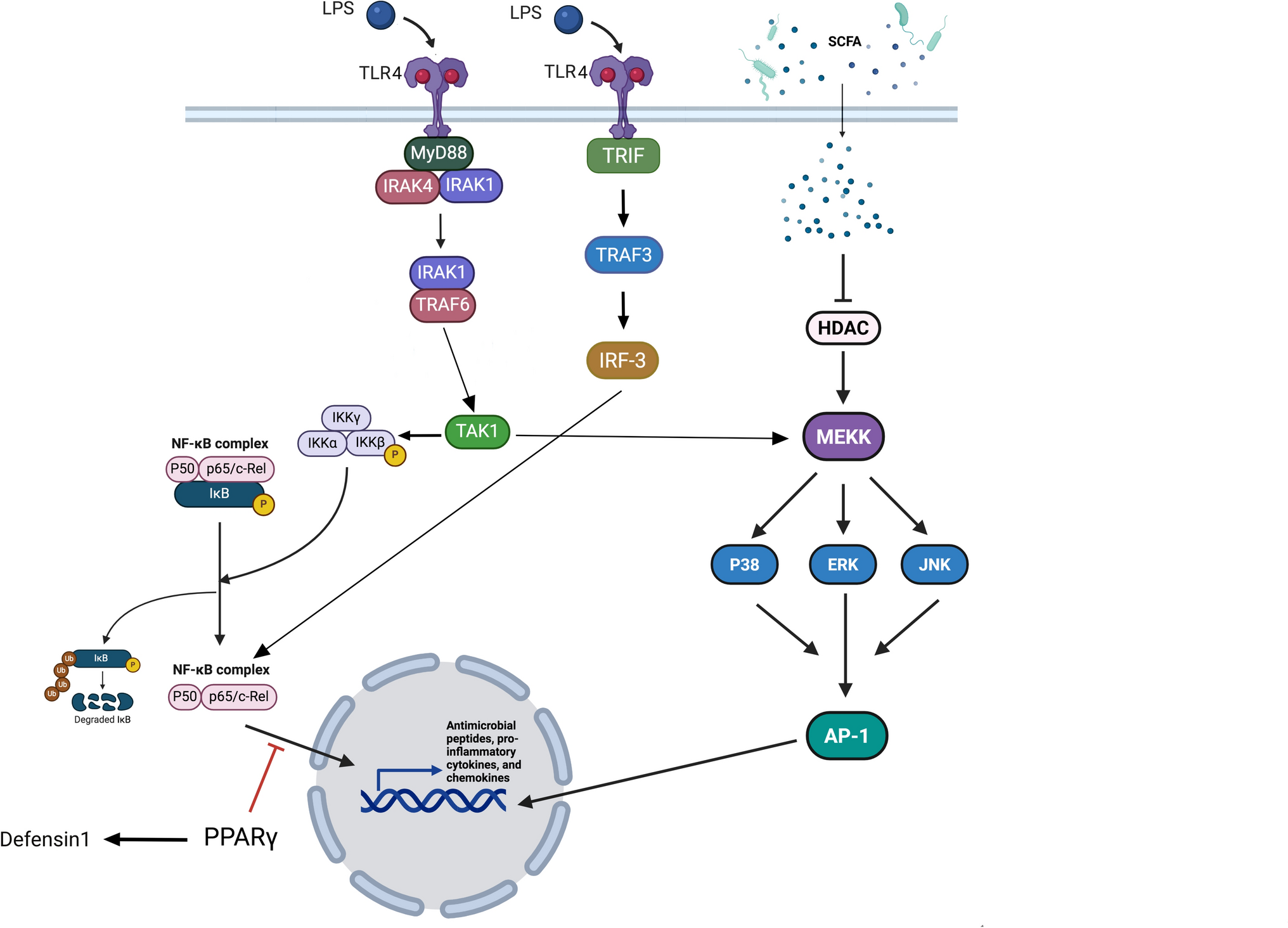The Role of Gut Microbiota in Modulating Immune Signaling Pathways in Autoimmune Diseases