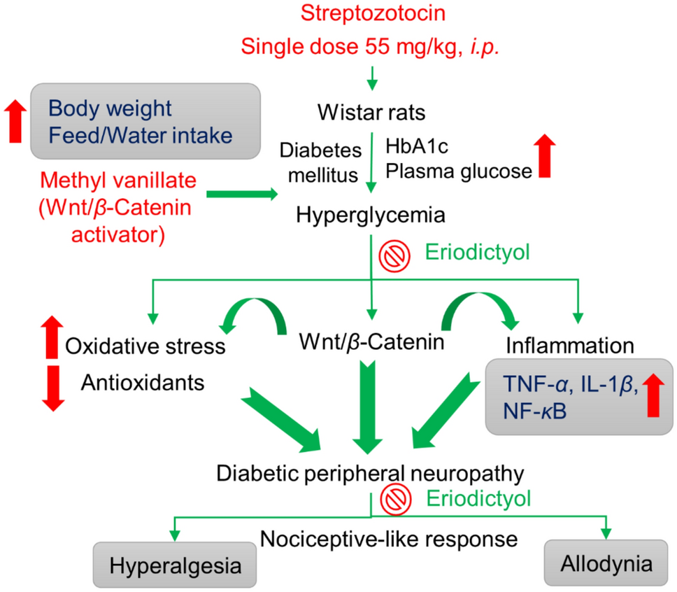 Neuroprotective Activity of Eriodictyol Against Streptozotocin-Induced Diabetic Peripheral Neuropathy in Wistar Rats by Targeting Wnt/-Catenin Pathway