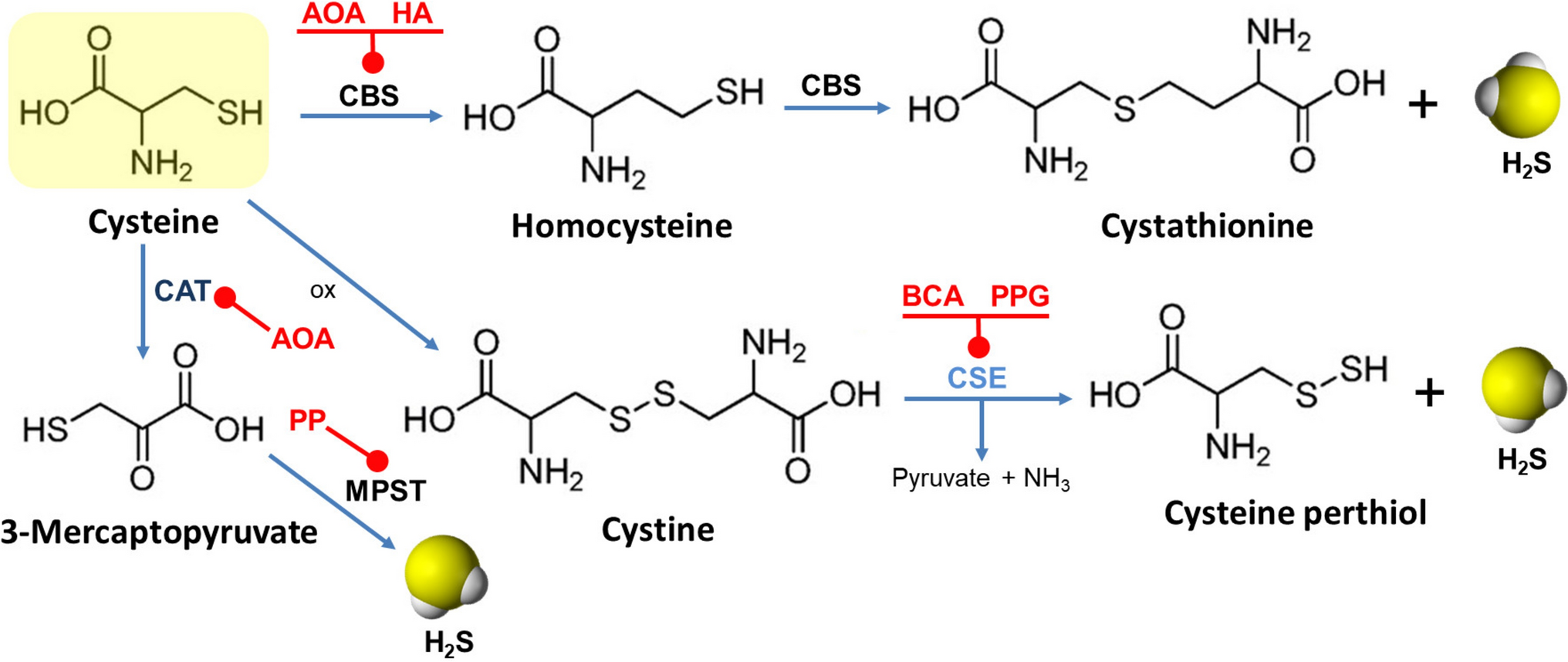 An Enigma of Brain Gasotransmitters: Hydrogen Sulfide and Depression