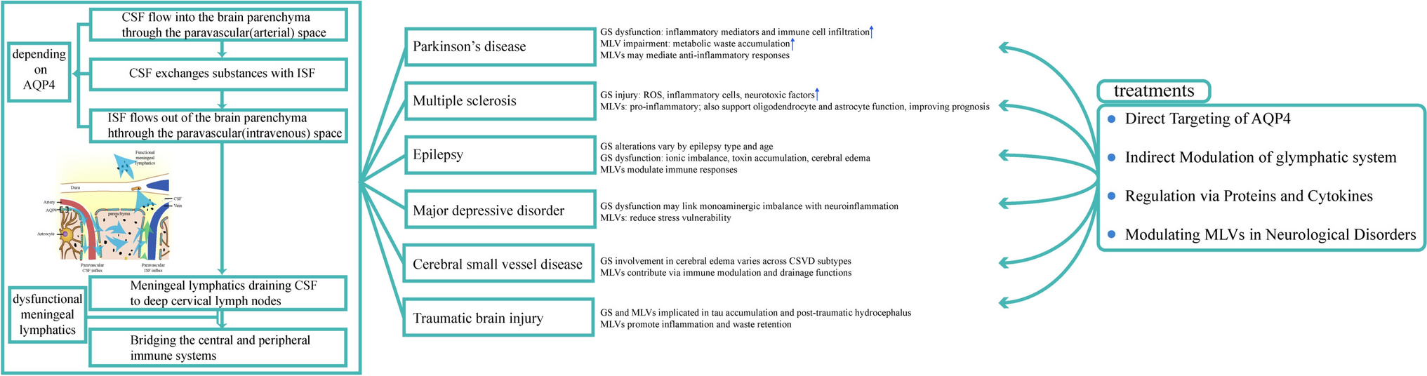 The Cerebral Lymphatic System: Function, Controversies, and Therapeutic Approaches for Central Nervous System Diseases