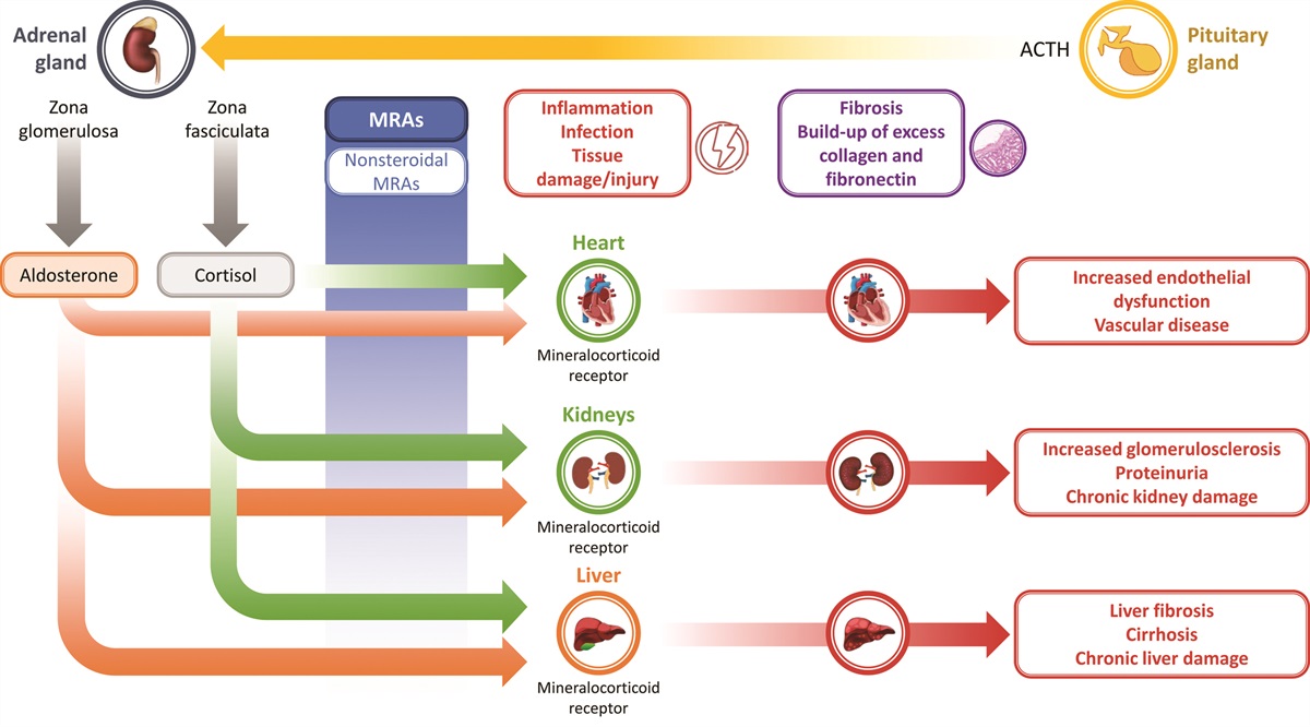 Mineralocorticoid receptor antagonists in cardiovascular translational biology