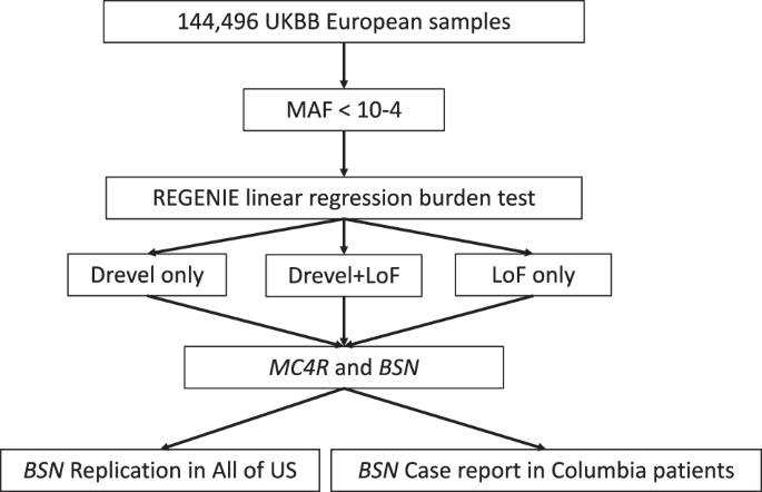 Rare predicted loss of function alleles in Bassoon (BSN) are associated with obesity